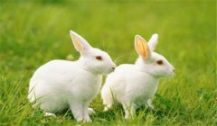 種公兔的飼養管理要點有哪些