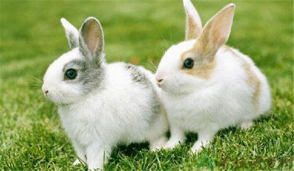 青料為主、精飼為輔