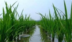 晚稻施穗肥效果好不好，應怎樣施肥？