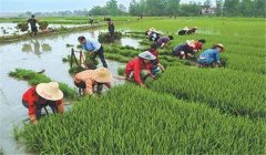 中稻什么時候下種、幾月收割？