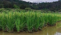 水稻產量的三個90％ 如何提高水稻光合作用效率