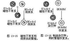 什么叫水稻“三系”，水稻三系是哪三系?