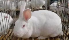 空懷母兔是什么意思？空懷母兔的飼養管理要點