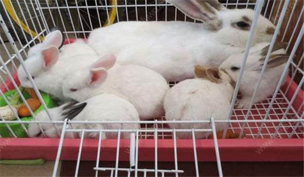 妊娠母兔的飼養管理