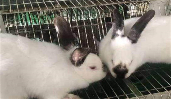 妊娠母兔的飼養管理