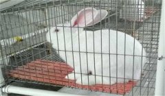 冬季家兔怎么養：冬季兔飼養管理的重點是什么