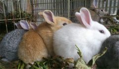 泌乳母兔的飼養管理，提供泌乳母兔飼料配方