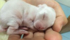 開眼期仔兔如何飼養管理?