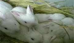 幼兔飼養遵循什么原則 加強幼兔管理的六個關鍵