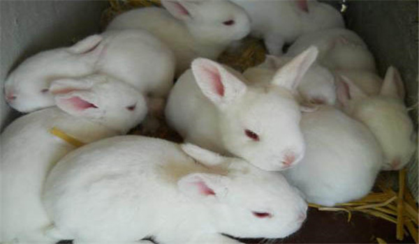 飼草飼料要新鮮、干凈