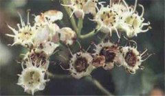 山楂花腐病怎么防治，患病山楂有何癥狀