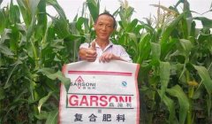 玉米基肥比例多少好，玉米基肥施多少合適？