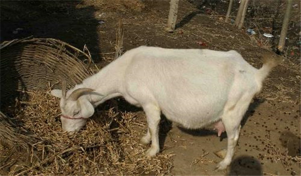妊娠母羊的飼養管理