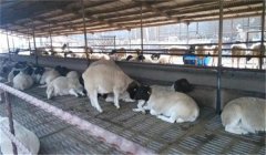 種公羊的飼養管理要點 略談種公羊最佳飼料配比
