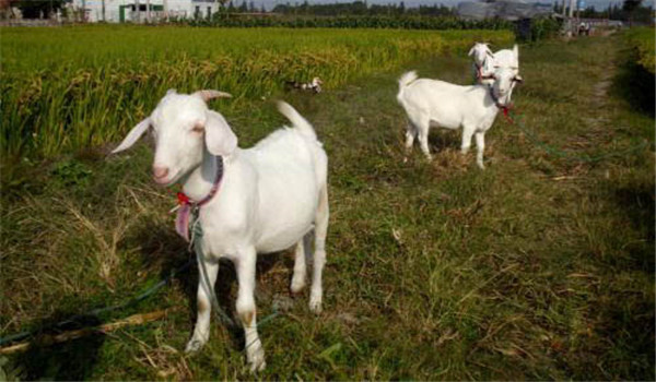羊的拴牧飼養方式