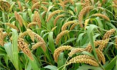 小米種植時間是何時 小米種植技術和方法、步驟