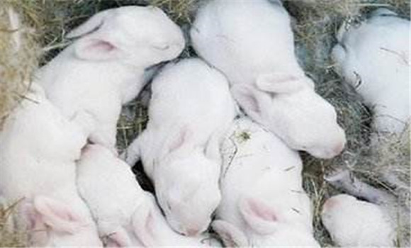 睡眠期仔兔的飼養管理