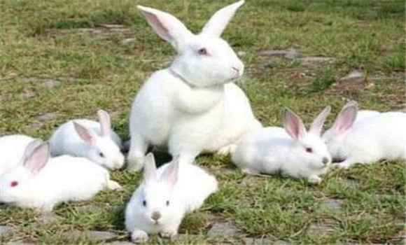 開眼期仔兔的飼養管理