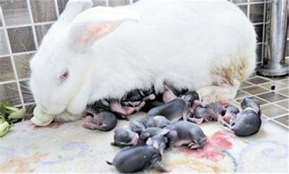 飼養管理仔兔注意事項