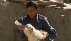 羊羔飼養方法：羊羔飼養管理應注意什么?