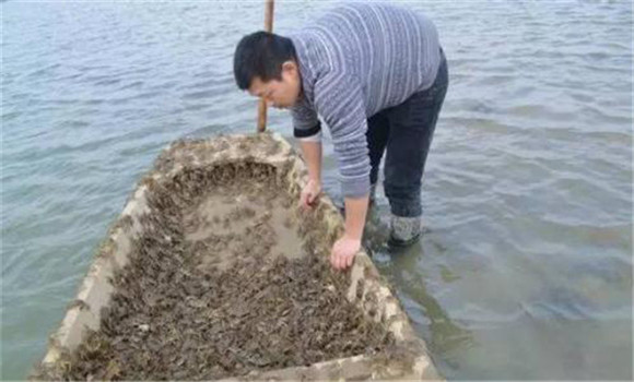 環境對蟹苗生長的影響