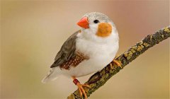 珍珠鳥怎么養，珍珠鳥的飼養與繁殖方法