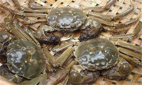 成蟹暫養期暴發性死亡原因