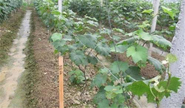 農業防治方法