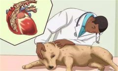 狗鉤蟲病的癥狀 狗鉤蟲病怎么治、多久可以治好