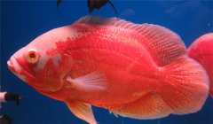 豬仔魚水溫多少合適 豬仔魚怎么養？
