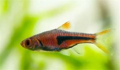 三角燈魚好養嗎？養殖三角燈魚溫度多少合適