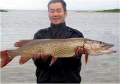 如何飼養白斑狗魚，白斑狗魚的養殖技術要點