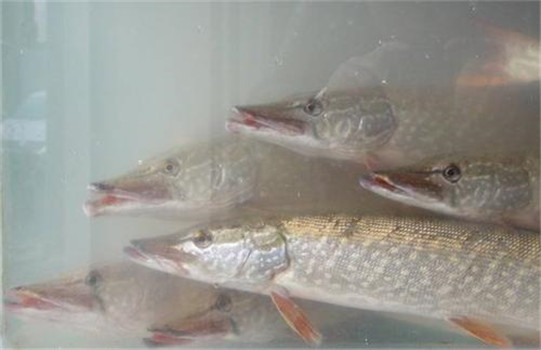 白斑狗魚的分養