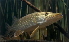 白斑狗魚怎么養，白斑狗魚養殖技術要點