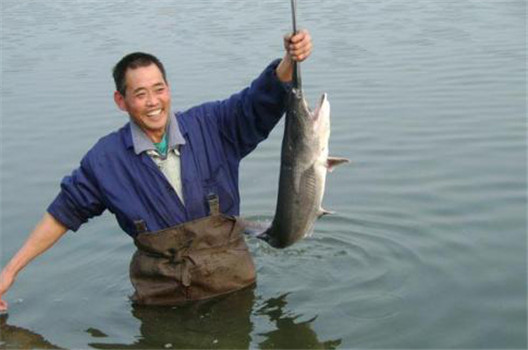 匙吻鱘成魚養殖方式