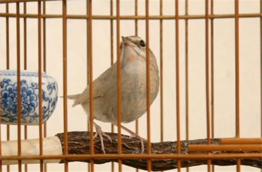 養鳥知識