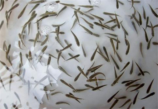 加州鱸魚苗養殖方法