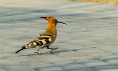 戴勝鳥吃什么食物 戴勝的飼養方法
