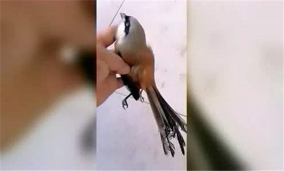 冬季是鳥兒多發病的季節