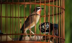 冬季養鳥應注意些什么？