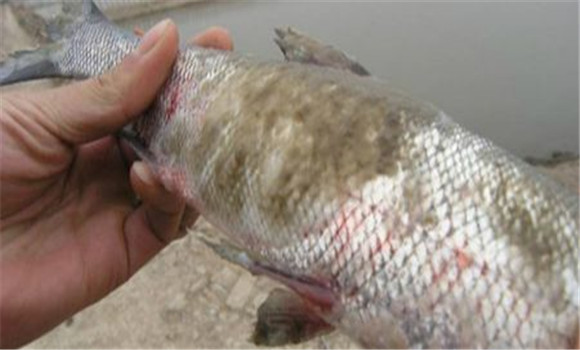魚水霉病的癥狀表現