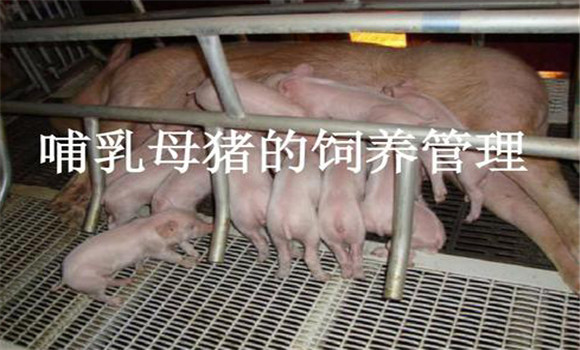 加強哺乳母豬的飼養