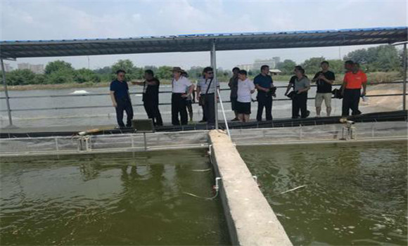 流水養魚要注意巡塘