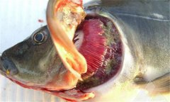 魚爛鰓病怎么處理 爛鰓病怎么治、用什么藥治療