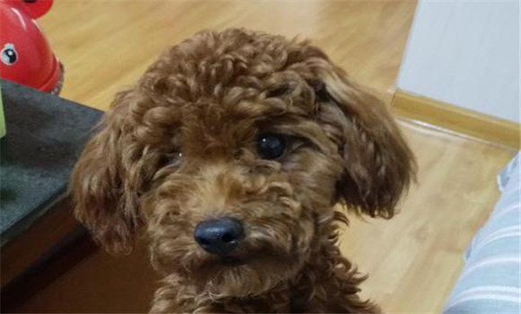 冠狀病毒感染與犬細小病毒感染的區別