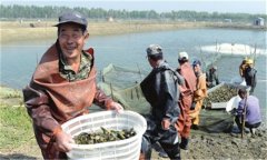 不同水體環境下的泥鰍捕撈方法
