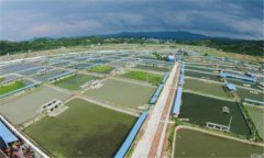 池塘甲魚養殖技術要點，養殖甲魚如何開展