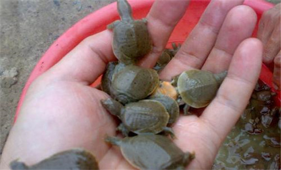 甲魚放養方法