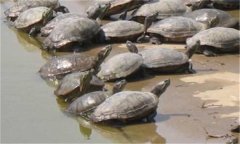 甲魚繁殖季節、技術要點與主要步驟