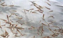 一齡魚是多少時間的魚苗，一齡魚種的放養要領